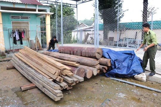 Gỗ lậu trên đất của trưởng phòng nội vụ: Bí thư huyện yêu cầu giải trình