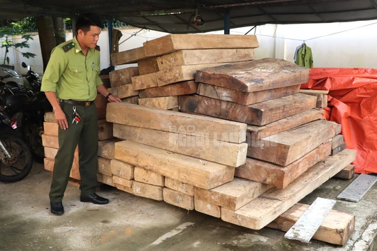 Ph&aacute;t hiện gỗ lậu cất giấu tr&ecirc;n đất của trưởng ph&ograve;ng ở Quảng Nam - Ảnh 2.