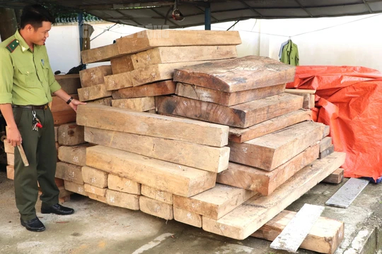 Gỗ lậu tr&ecirc;n đất trưởng ph&ograve;ng nội vụ ở Quảng Nam: Kiểm l&acirc;m huyện&hellip; bất ngờ - Ảnh 2.