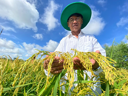Thận trọng khi giá gạo tăng nóng