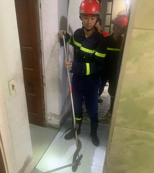 Hoảng hồn ph&aacute;t hiện rắn hổ mang lớn nằm cuộn tr&ograve;n trong nh&agrave; tắm - Ảnh 1.