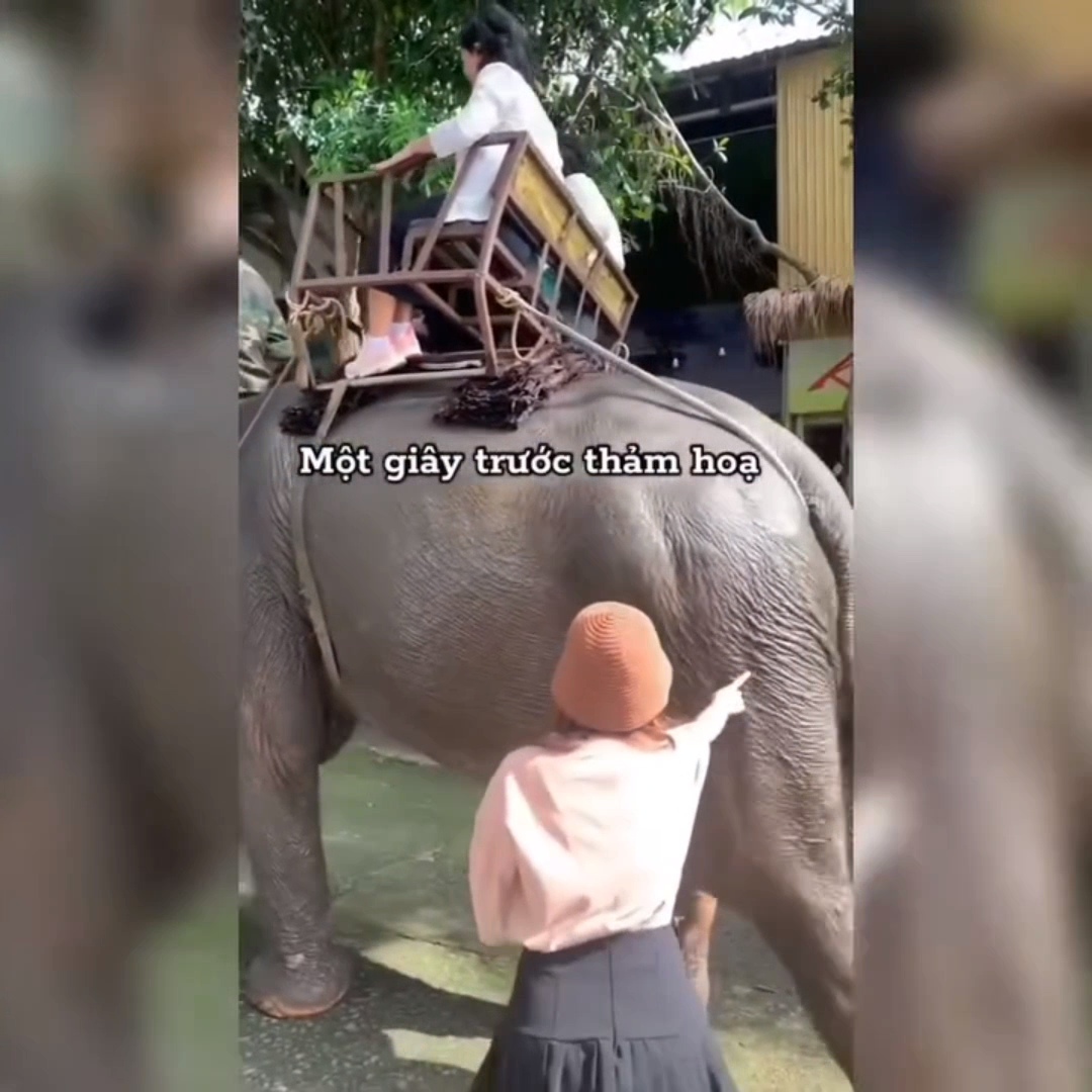 CLIP: 2 du khách đùa giỡn bị voi quật, đá lộn vòng