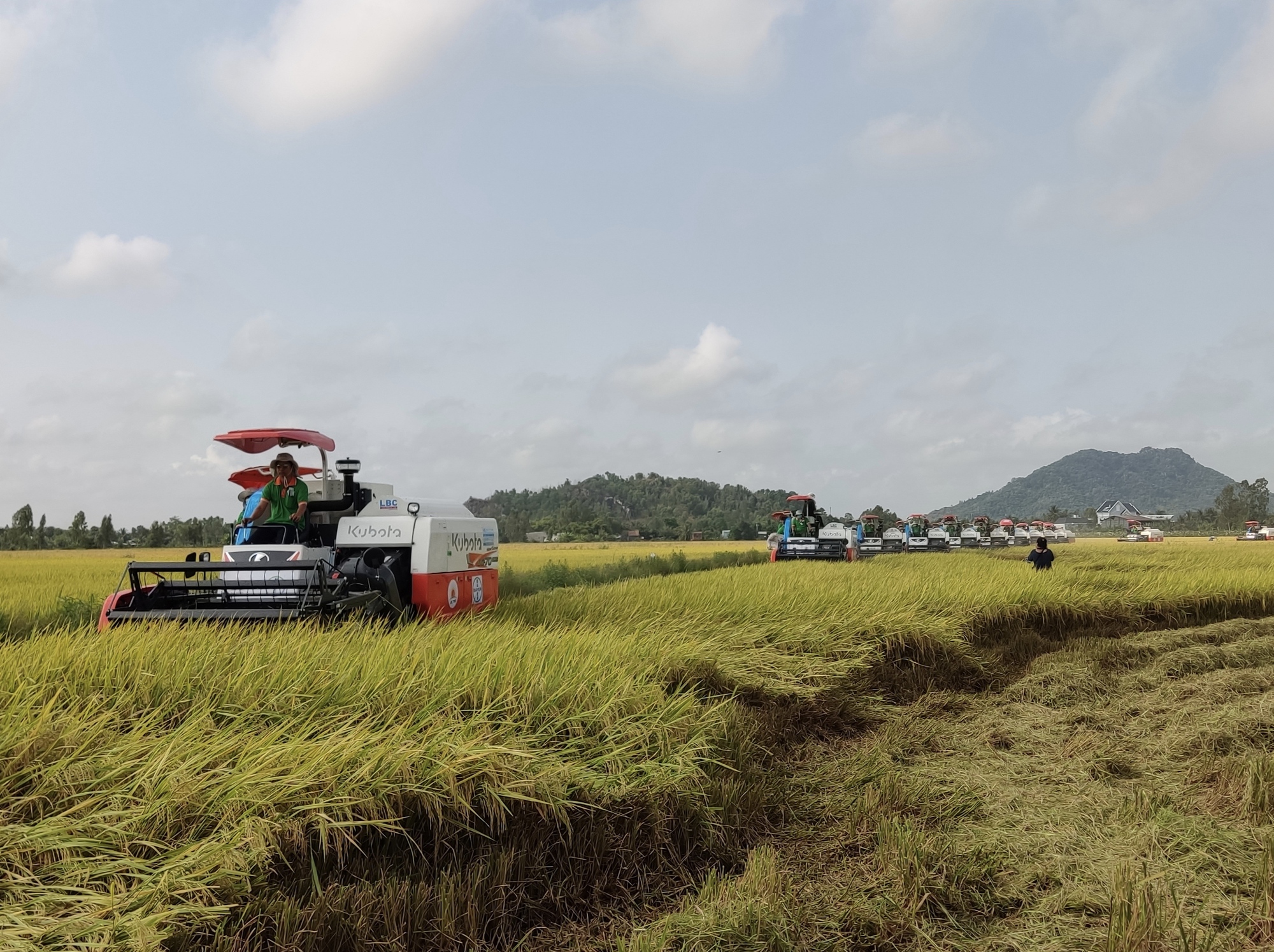 Cơ hội để gạo Việt Nam lập phân khúc mới