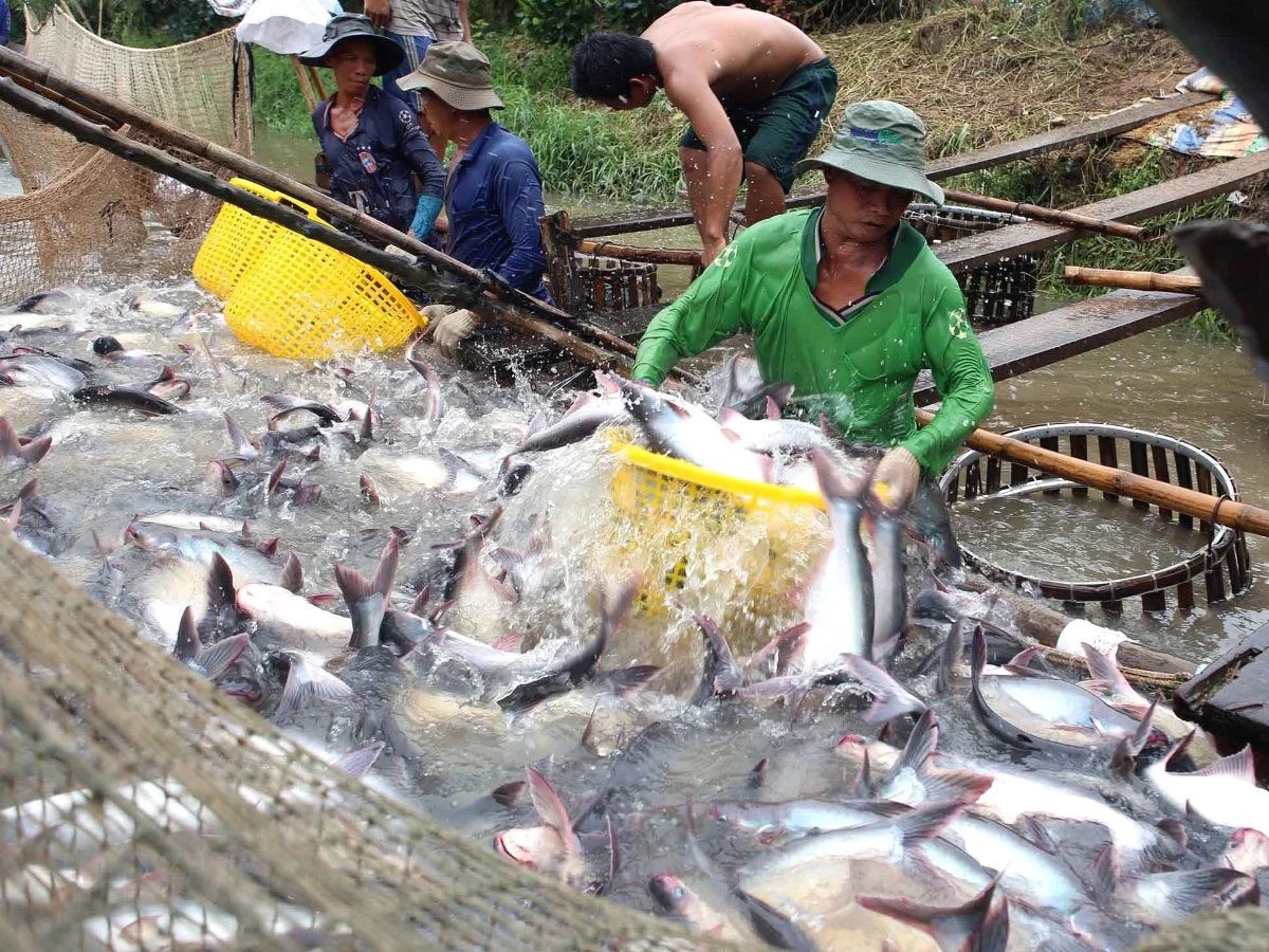 Đồng Tháp thúc đẩy hợp tác với doanh nghiệp Nhật Bản - Ảnh 3.