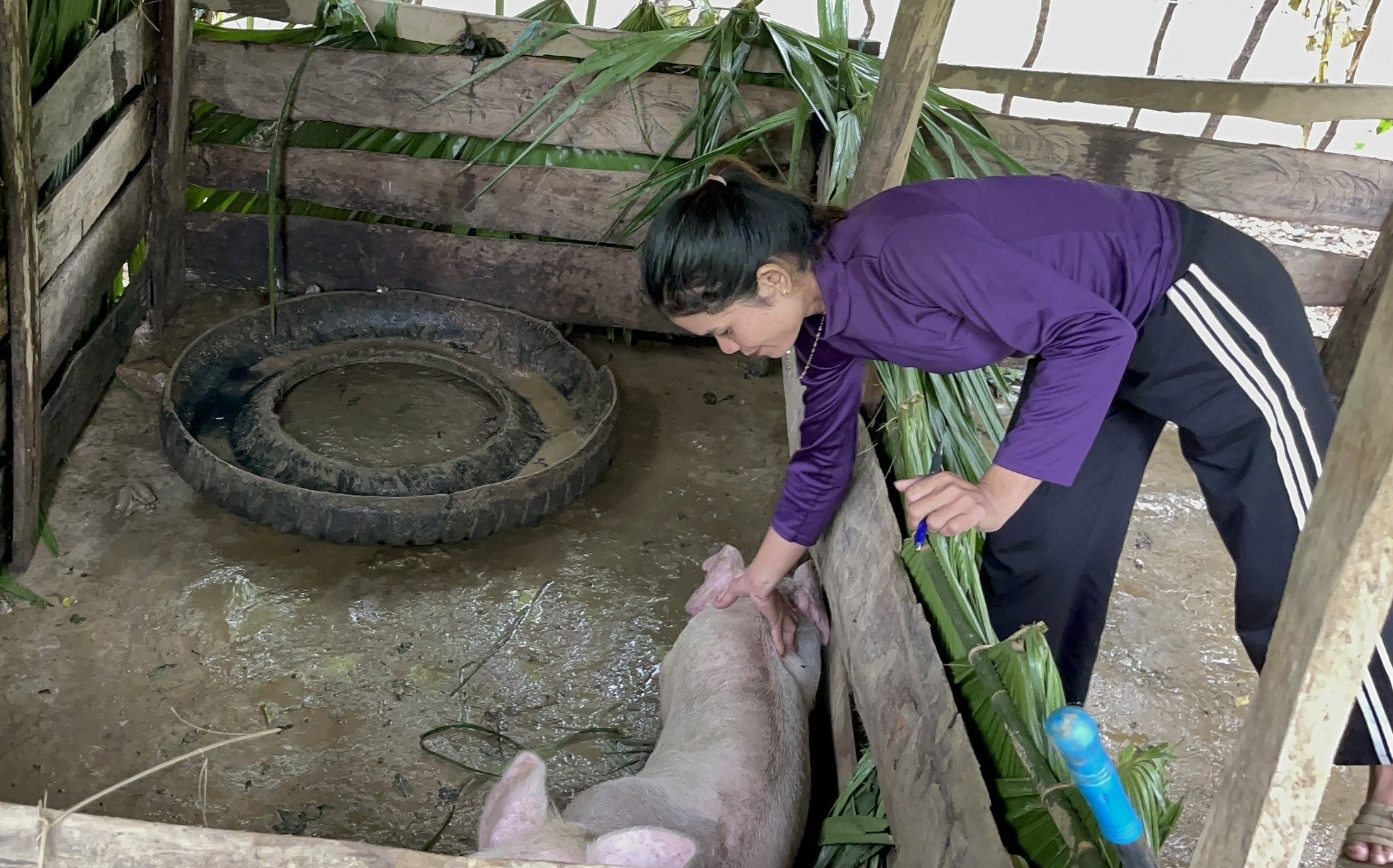 Hơn 600 con d&ecirc;, lợn hỗ trợ người ngh&egrave;o bất ngờ "chết như rạ" ở Quảng B&igrave;nh- Ảnh 2.
