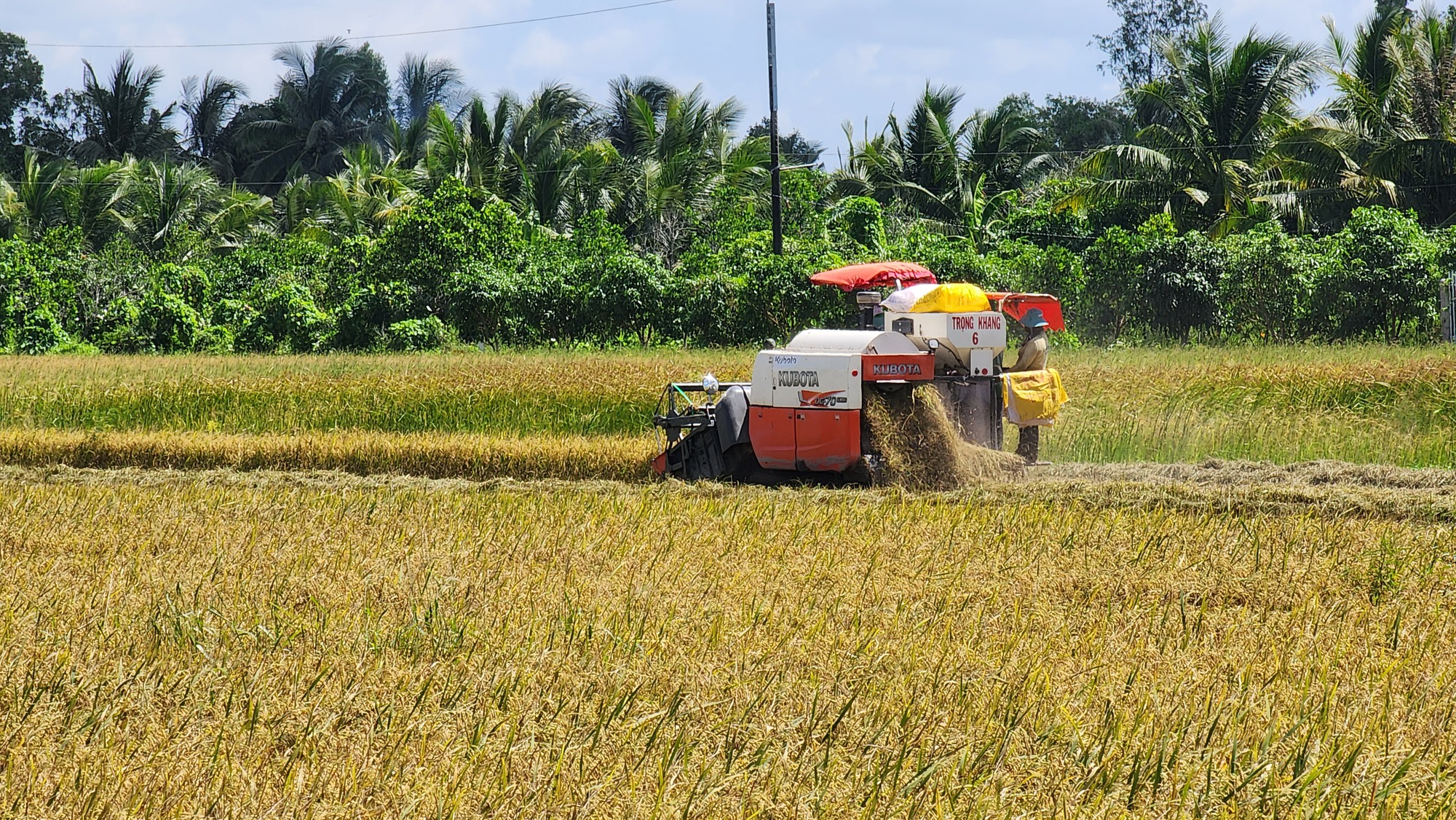 Kỳ vọng lớn vào Festival quốc tế lúa gạo tại Hậu Giang- Ảnh 2.