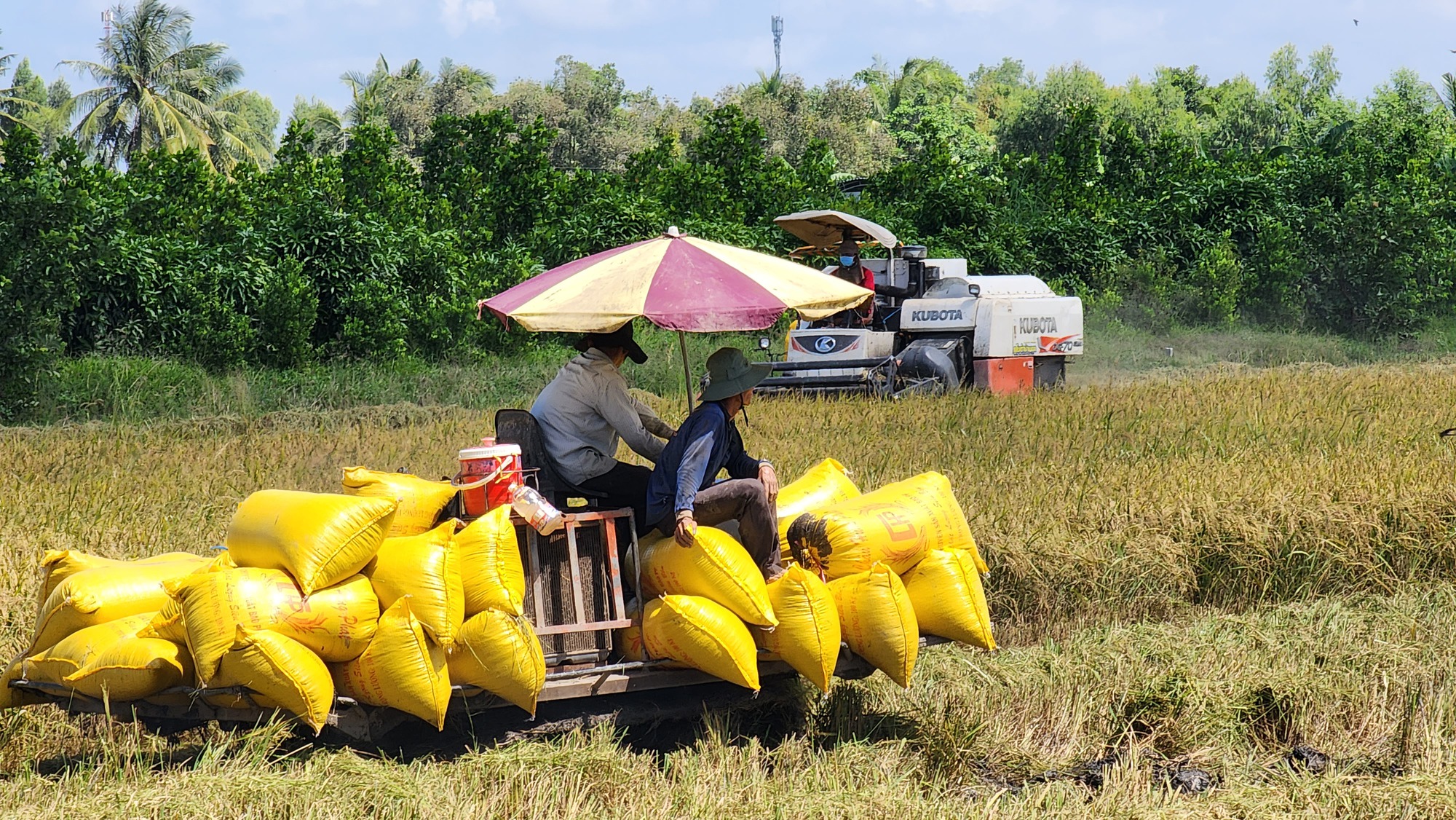Kỳ vọng lớn vào Festival quốc tế lúa gạo tại Hậu Giang- Ảnh 5.