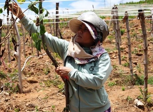Giám đốc Sở Khoa học và Công nghệ Quảng Ngãi có nhiều vi phạm trong công tác nghiên cứu khoa học- Ảnh 2.
