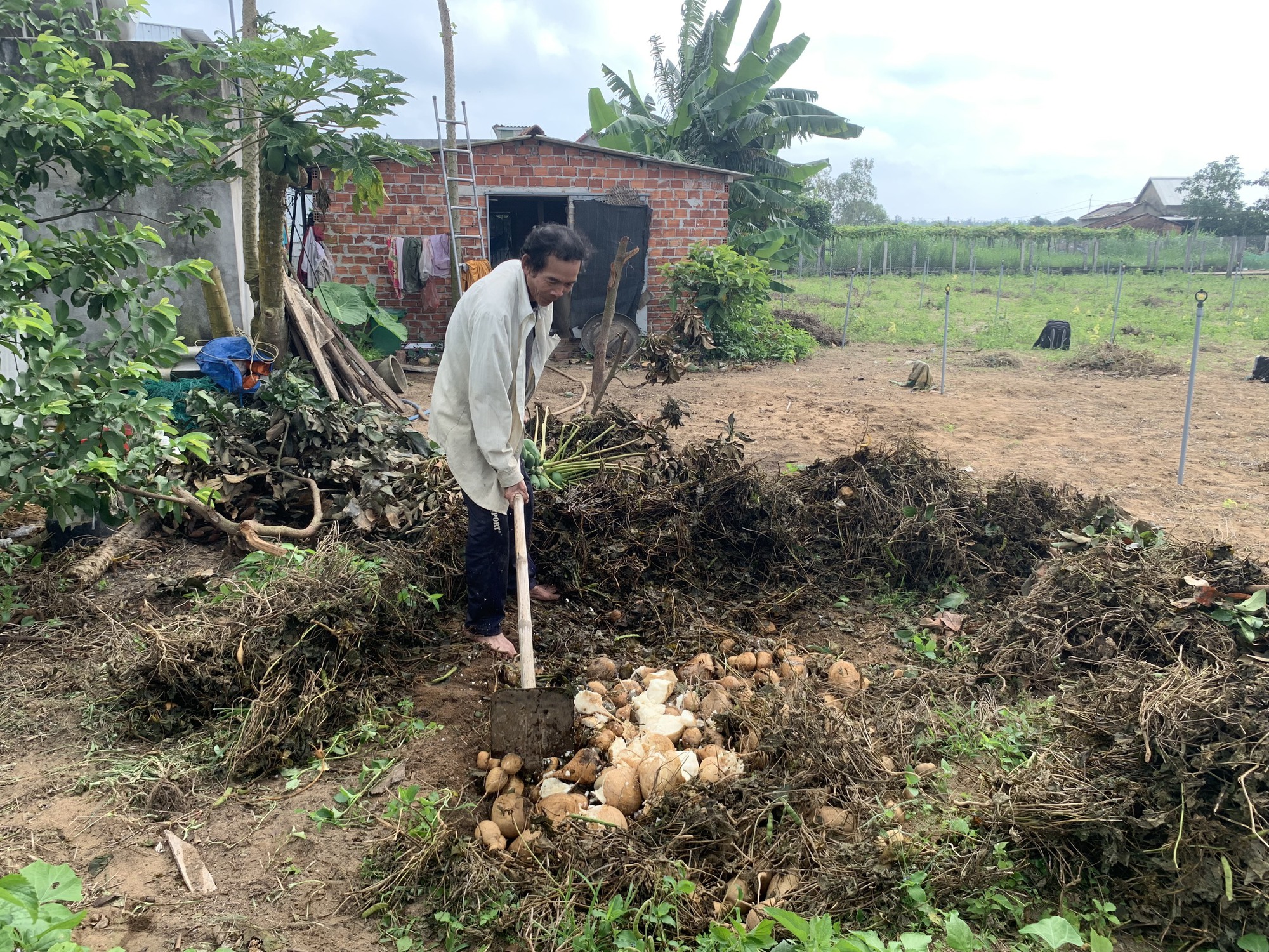 900 tấn sắn không có người mua, nông dân đào hố chôn- Ảnh 3.