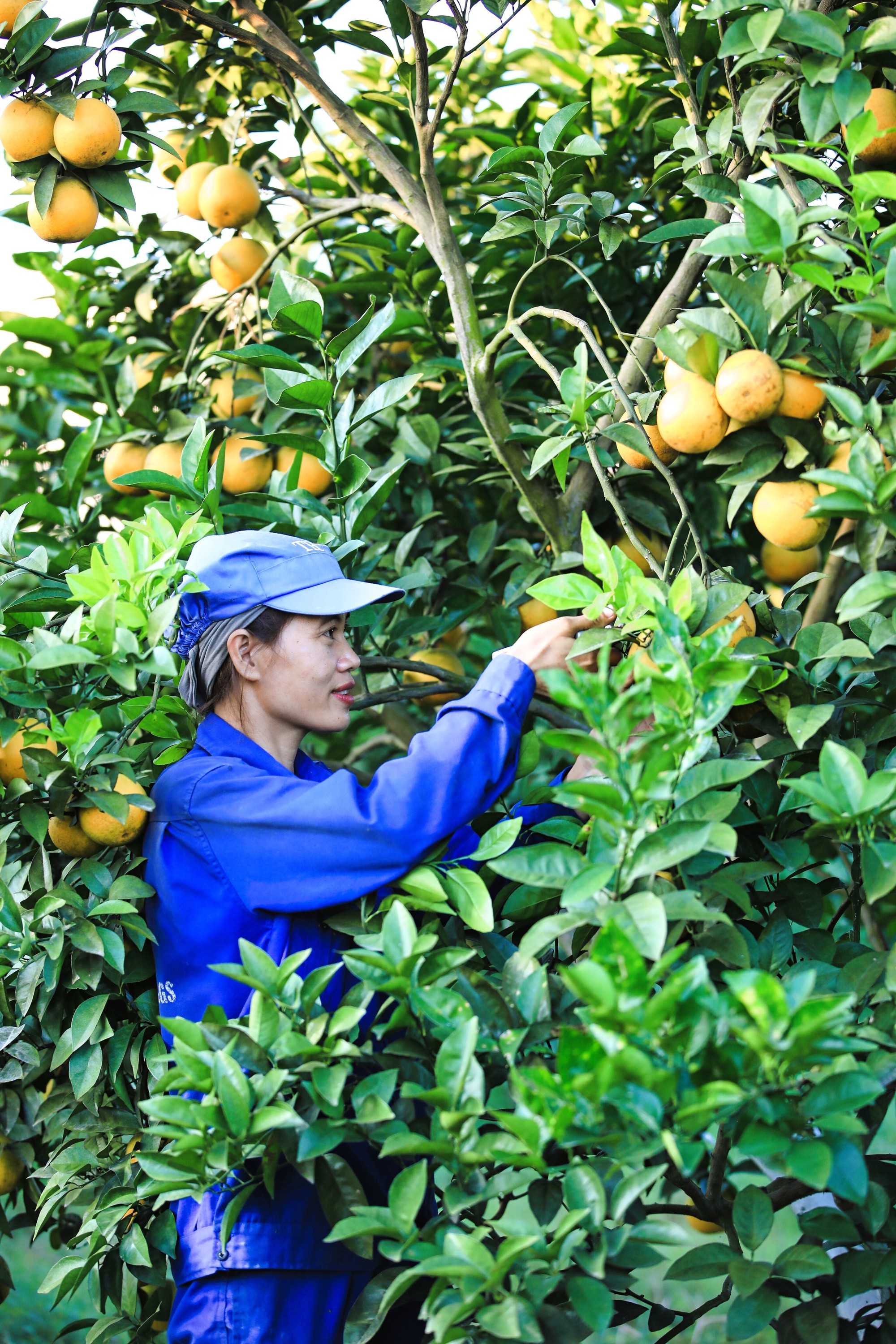 N&eacute;t rạng ngời ở vườn &ldquo;cam tiến vua" đẹp bậc nhất miền Trung năm 2023- Ảnh 5.