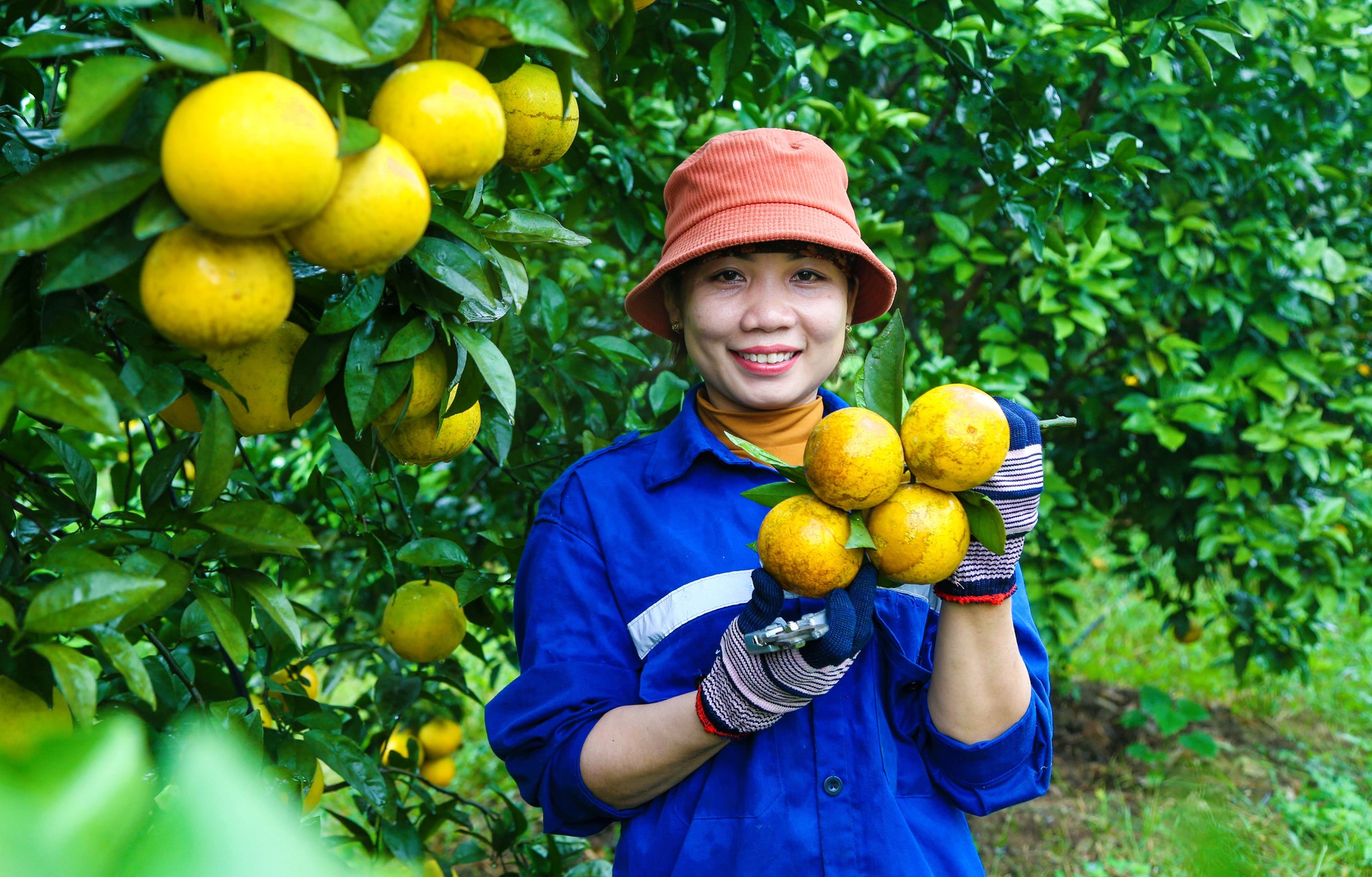N&eacute;t rạng ngời ở vườn &ldquo;cam tiến vua" đẹp bậc nhất miền Trung năm 2023- Ảnh 6.