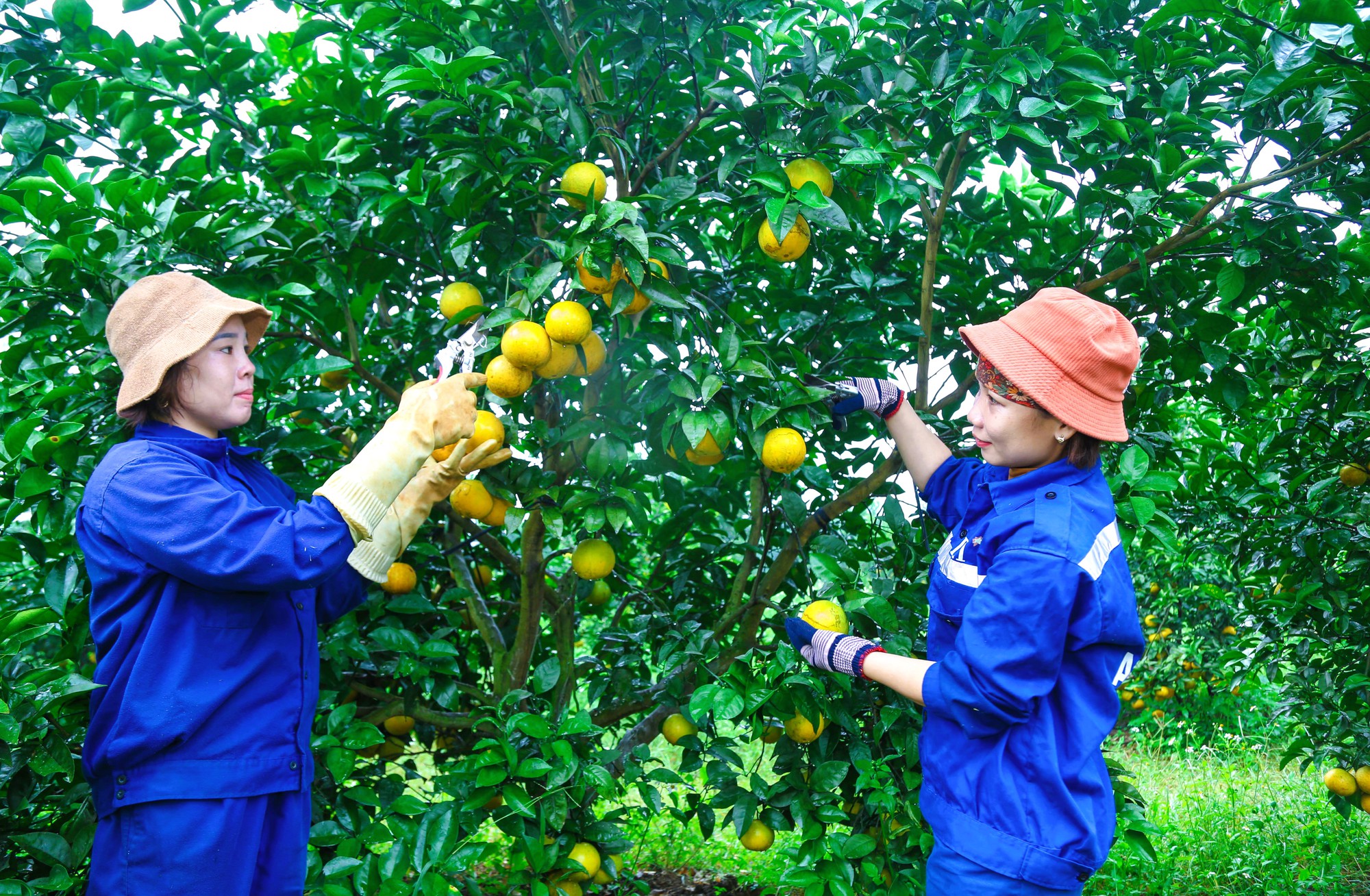 N&eacute;t rạng ngời ở vườn &ldquo;cam tiến vua" đẹp bậc nhất miền Trung năm 2023- Ảnh 7.