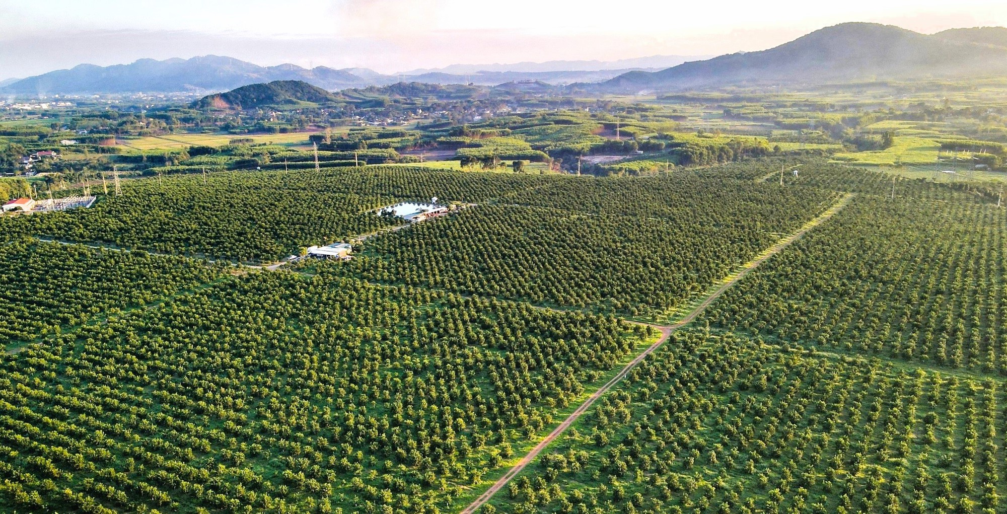 N&eacute;t rạng ngời ở vườn &ldquo;cam tiến vua" đẹp bậc nhất miền Trung năm 2023- Ảnh 8.