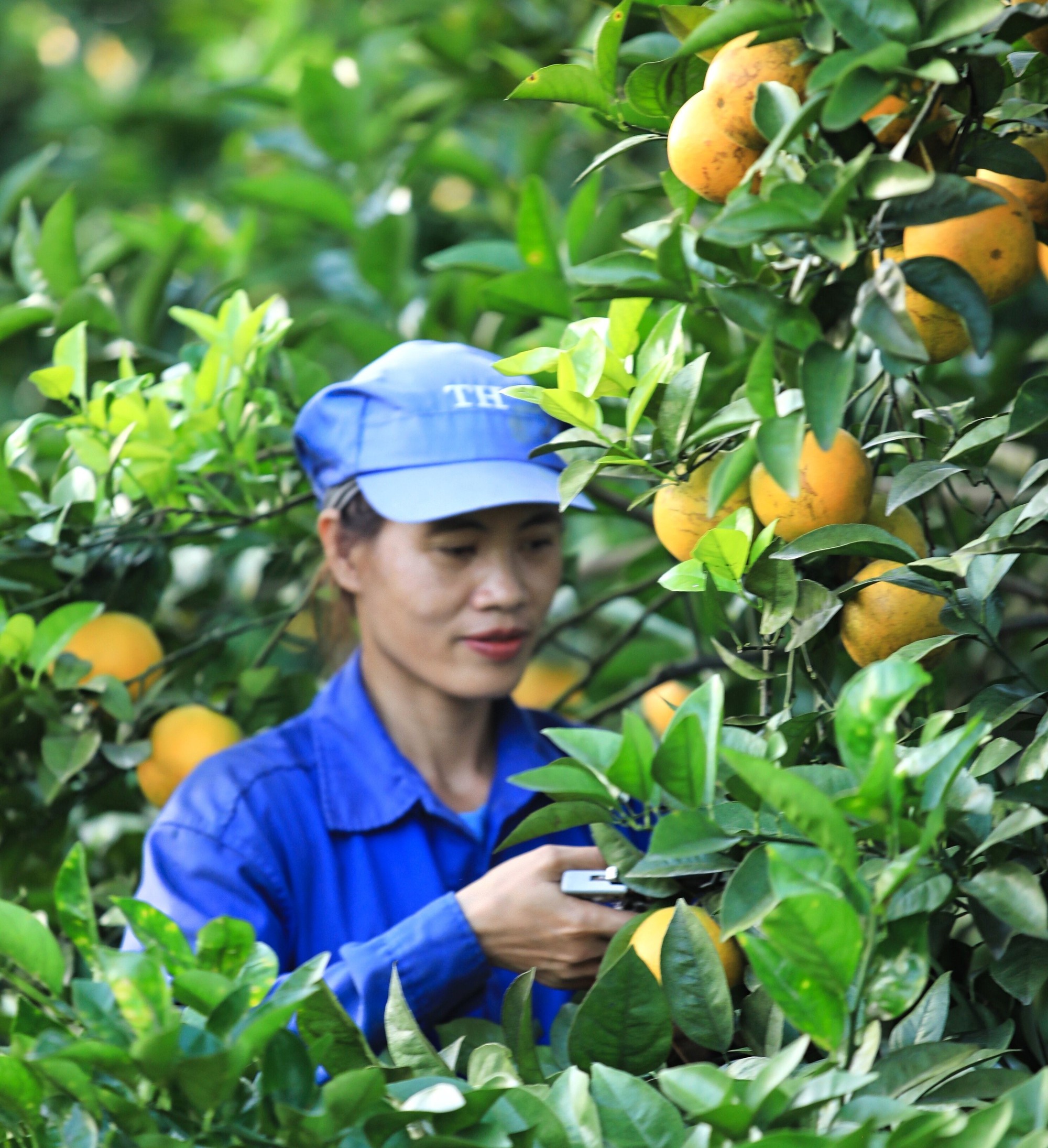 N&eacute;t rạng ngời ở vườn &ldquo;cam tiến vua" đẹp bậc nhất miền Trung năm 2023- Ảnh 9.