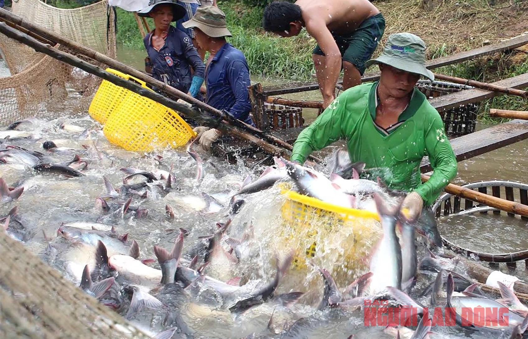 Nỗ lực đưa ngành cá tra phát triển mạnh trở lại- Ảnh 3.