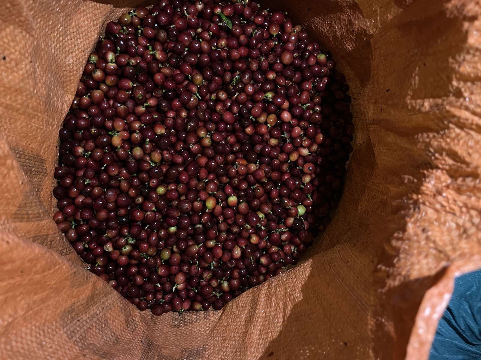 Một doanh nghiệp biến vỏ c&agrave; ph&ecirc; th&agrave;nh tr&agrave; hảo hạng, b&aacute;n gi&aacute; 1,5 triệu đồng/kg- Ảnh 3.