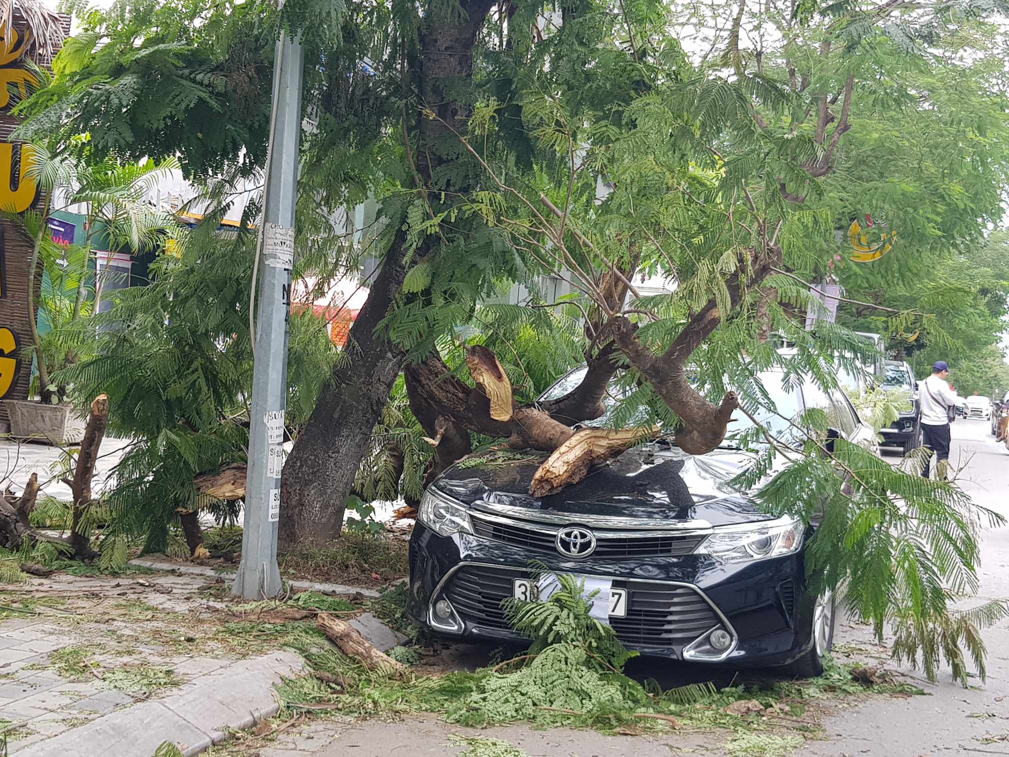 Gi&oacute; m&ugrave;a đ&ocirc;ng bắc mạnh l&agrave;m c&acirc;y g&atilde;y đổ đ&egrave; bẹp &ocirc;t&ocirc; Camry 2.5Q- Ảnh 1.