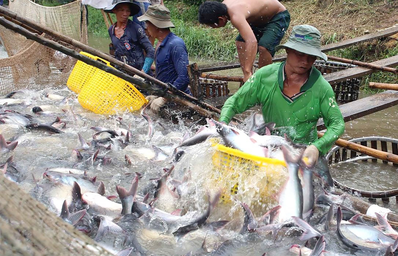 Kỳ vọng ng&agrave;nh h&agrave;ng c&aacute; tra khởi sắc trong năm 2024- Ảnh 1.