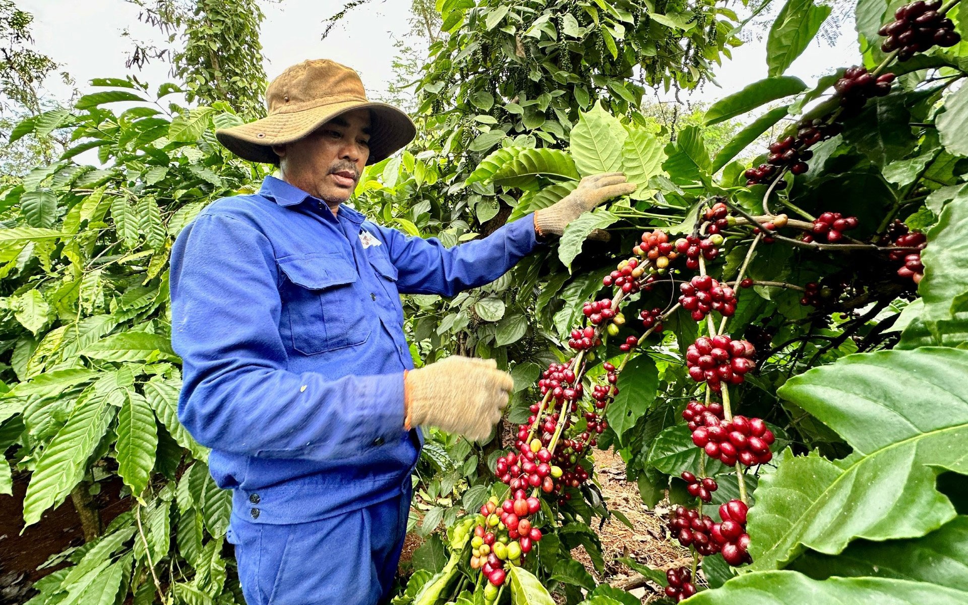Cà phê Việt Nam "lên hương"