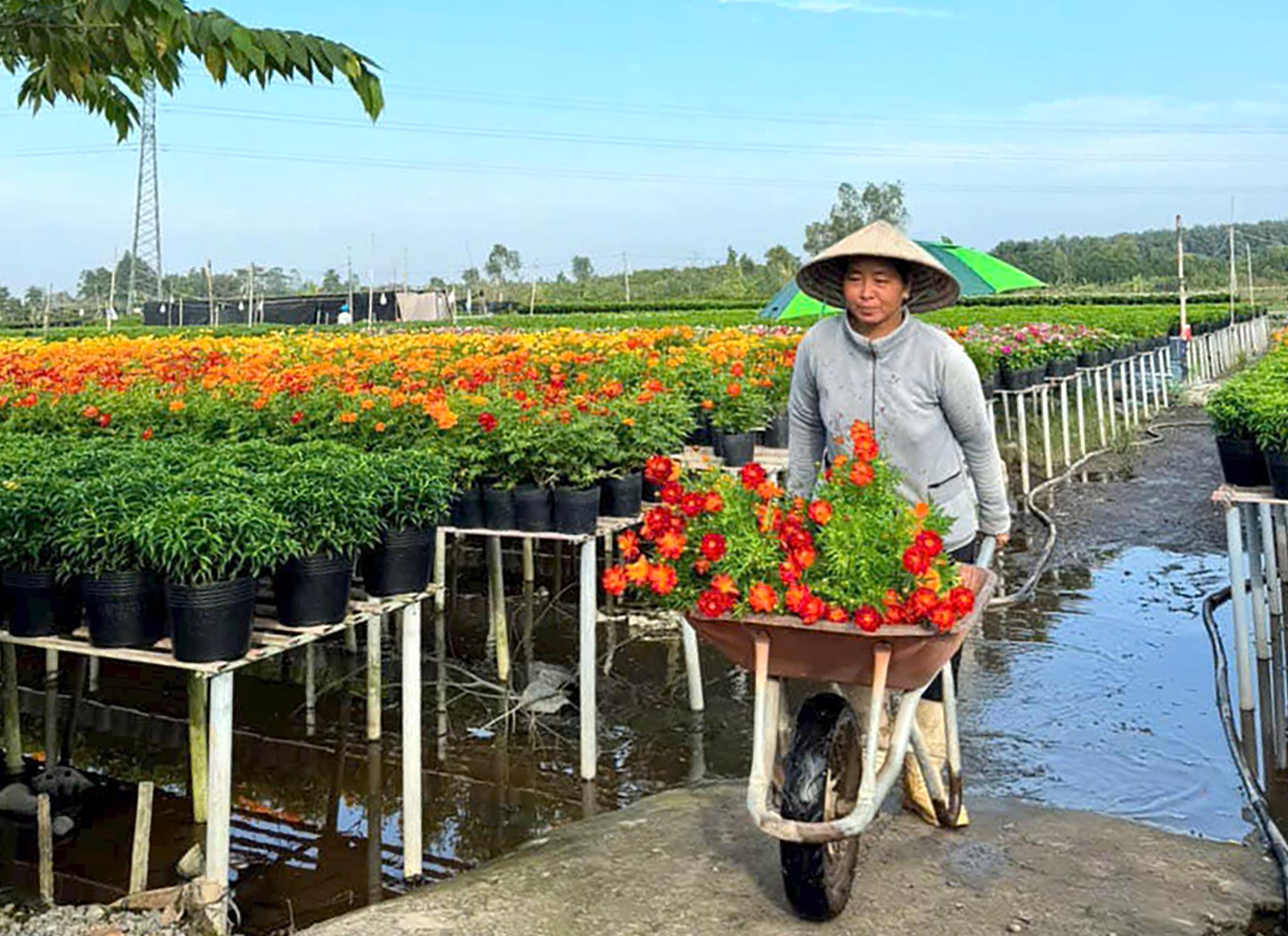Rực rỡ sắc m&agrave;u tại l&agrave;ng hoa lớn nhất miền T&acirc;y- Ảnh 10.