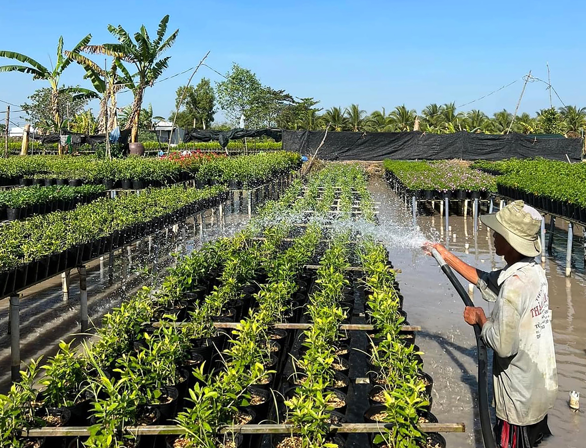 Rực rỡ sắc m&agrave;u tại l&agrave;ng hoa lớn nhất miền T&acirc;y- Ảnh 11.