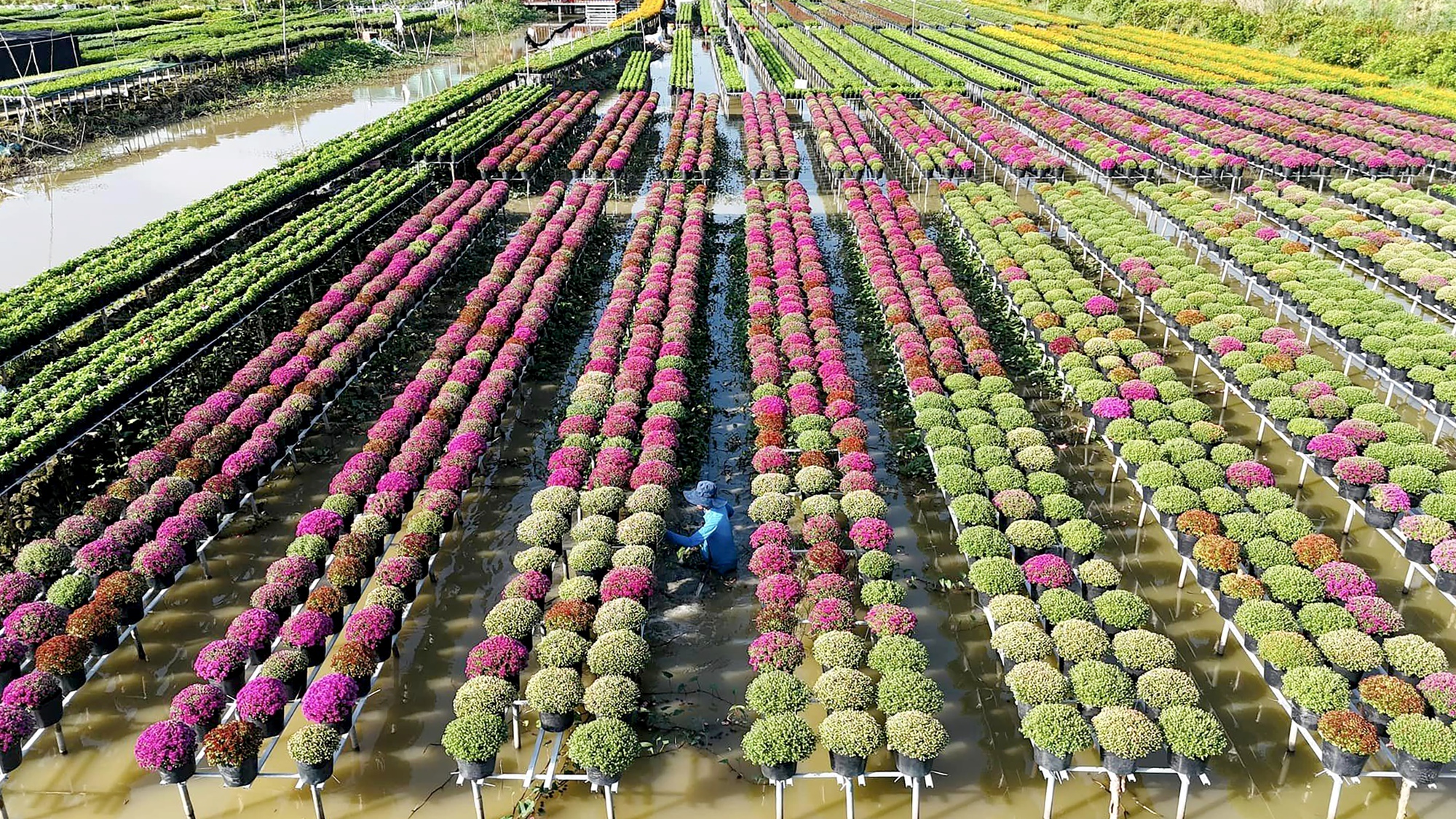 Rực rỡ sắc m&agrave;u tại l&agrave;ng hoa lớn nhất miền T&acirc;y- Ảnh 4.