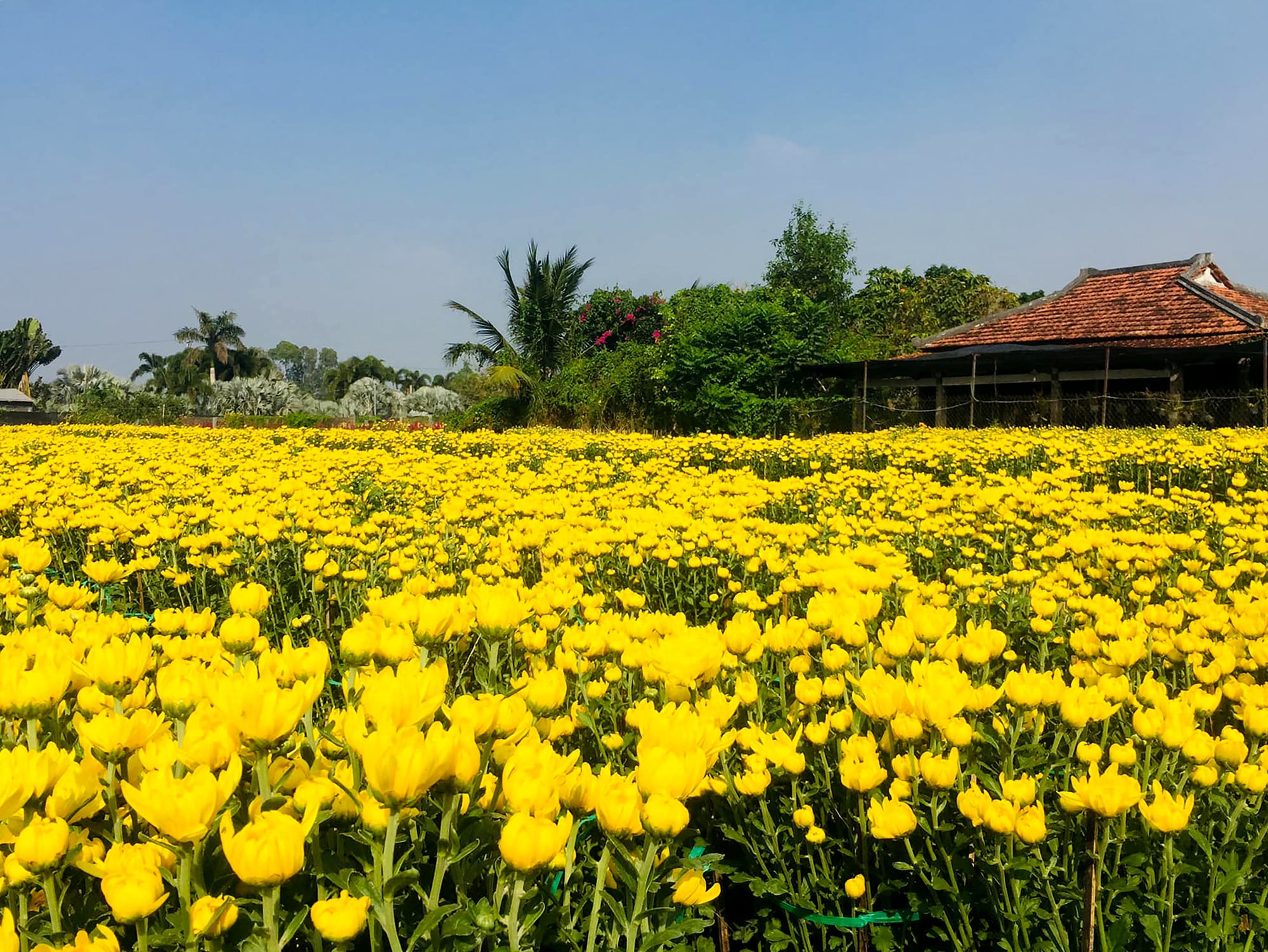 Rực rỡ sắc m&agrave;u tại l&agrave;ng hoa lớn nhất miền T&acirc;y- Ảnh 9.
