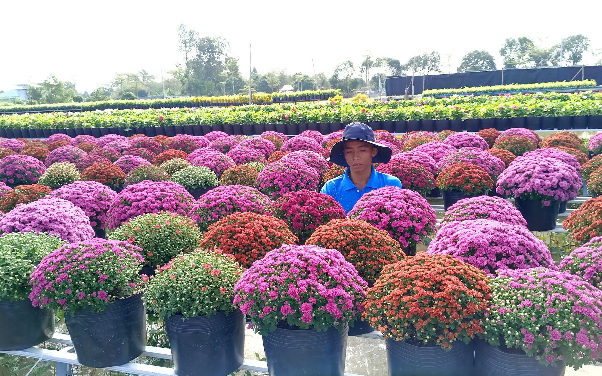 Rực rỡ sắc màu tại làng hoa lớn nhất miền Tây