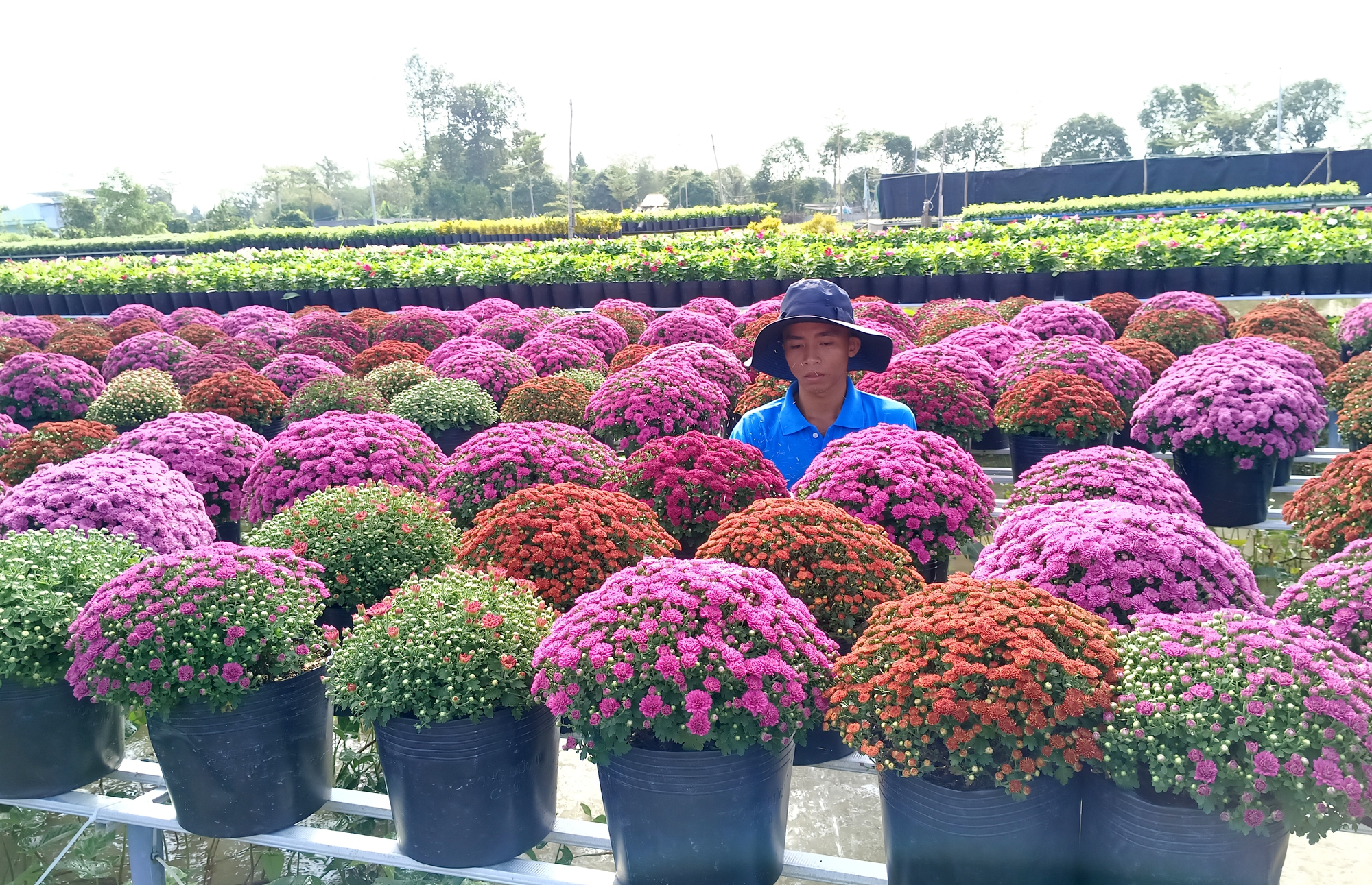 Rực rỡ sắc m&agrave;u tại l&agrave;ng hoa lớn nhất miền T&acirc;y- Ảnh 6.