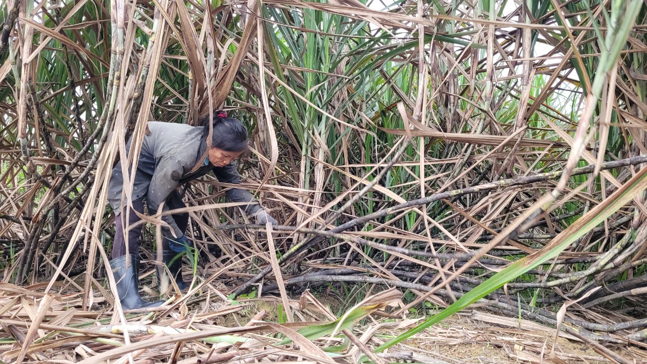 “Thủ phủ” mật mía Hà Tĩnh tất bật vào mùa sản xuất cho dịp tết Nguyên đán- Ảnh 3.