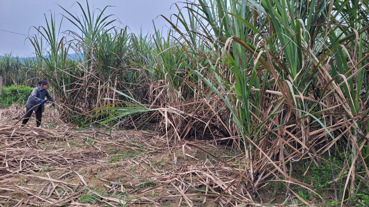 “Thủ phủ” mật mía Hà Tĩnh tất bật vào mùa sản xuất cho dịp tết Nguyên đán- Ảnh 4.