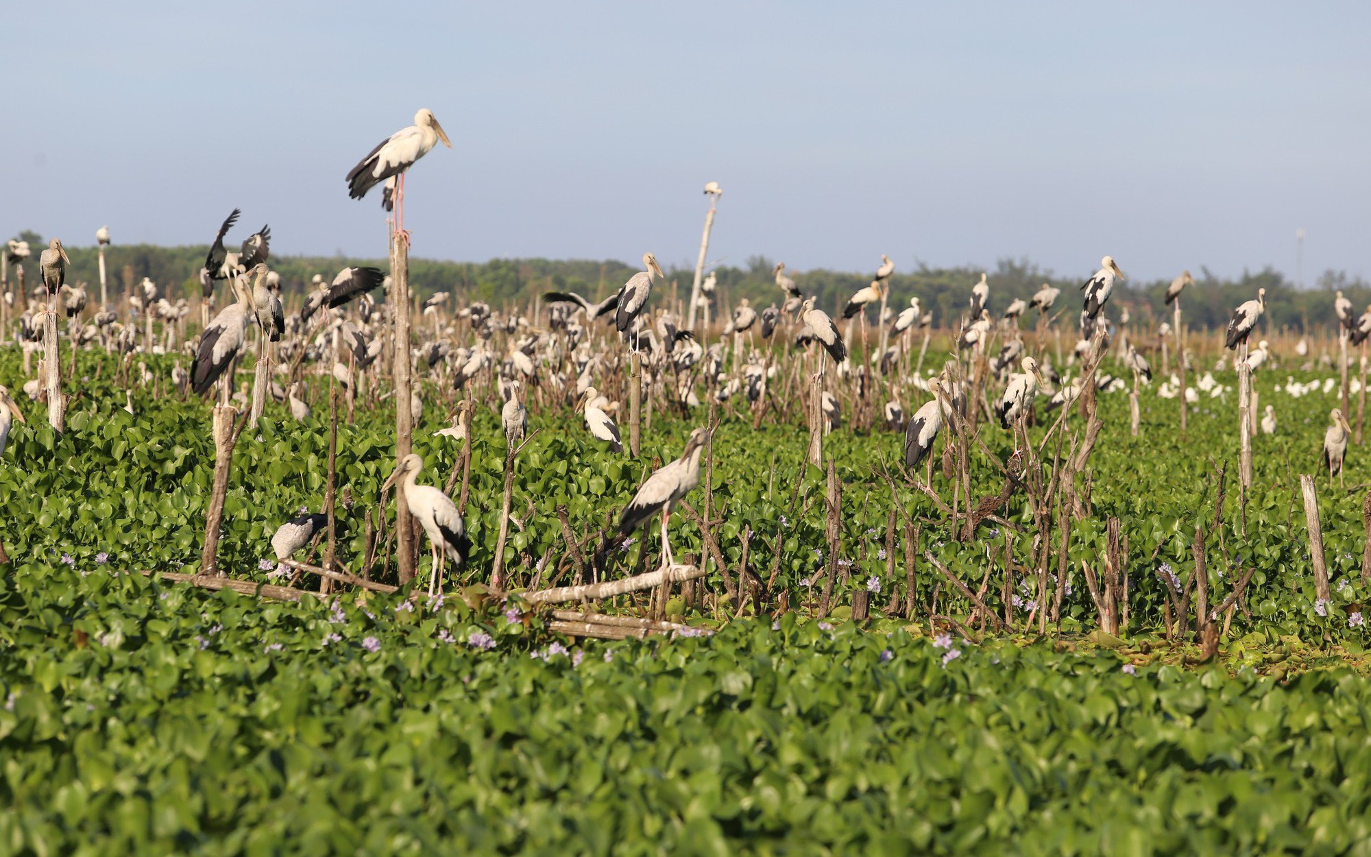 Độc đáo hệ sinh thái sông Đầm