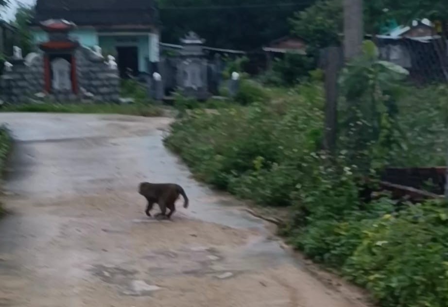 Khỉ bất ngờ xuất hiện cắn chết 4 con chó, làm 3 người bị thương- Ảnh 2.