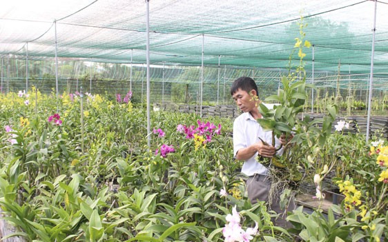 Dè dặt chuẩn bị hoa Tết
