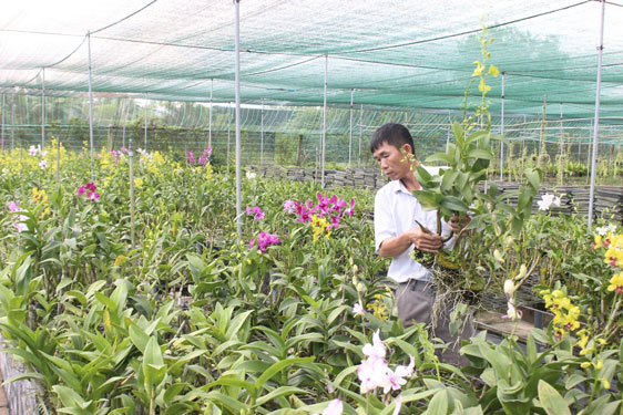 N&ocirc;ng d&acirc;n trồng lan ngoại th&agrave;nh TP HCM Ảnh: AN NA