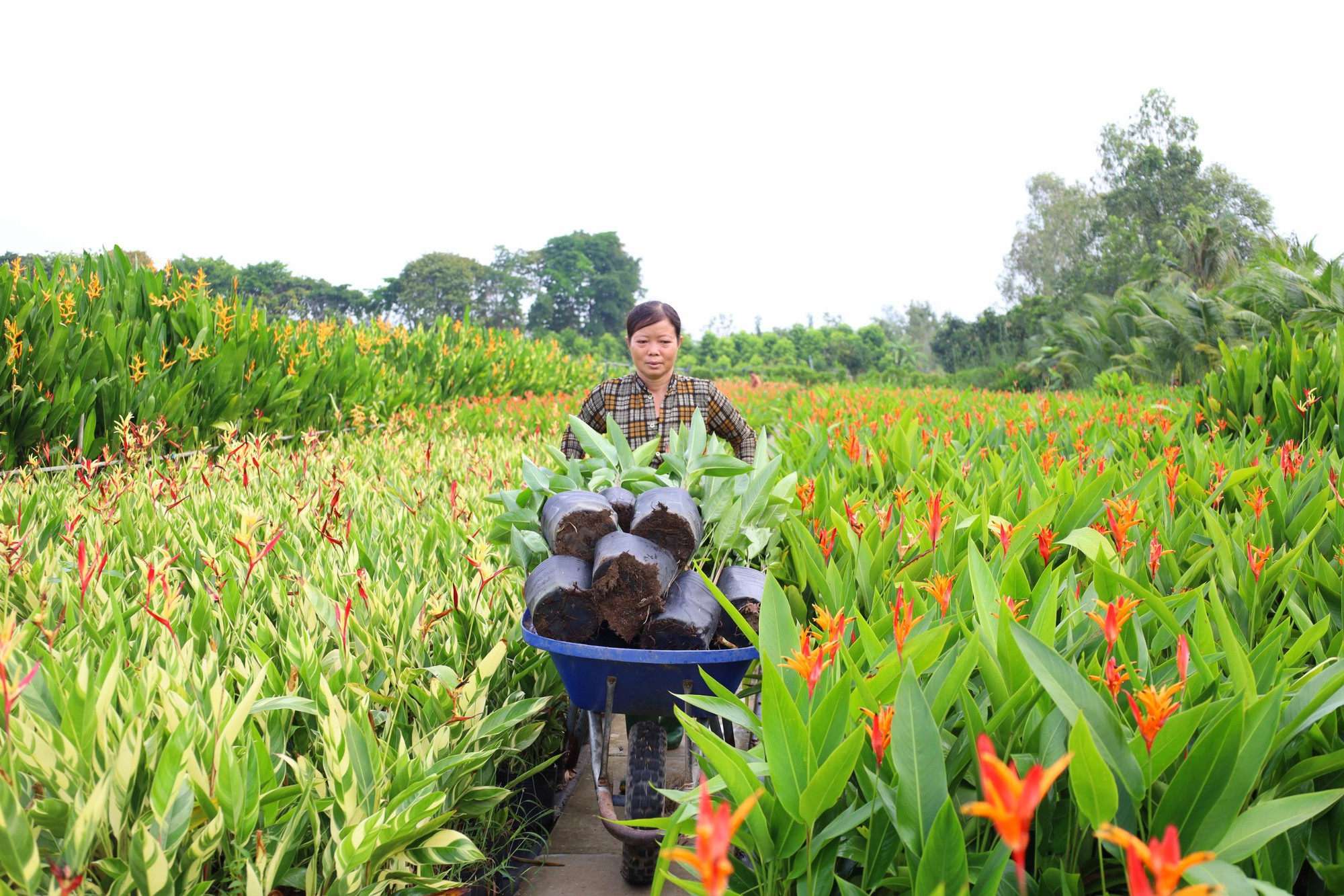 Đồng Tháp sẵn sàng cho lễ hội hoa lớn nhất miền Tây- Ảnh 4.