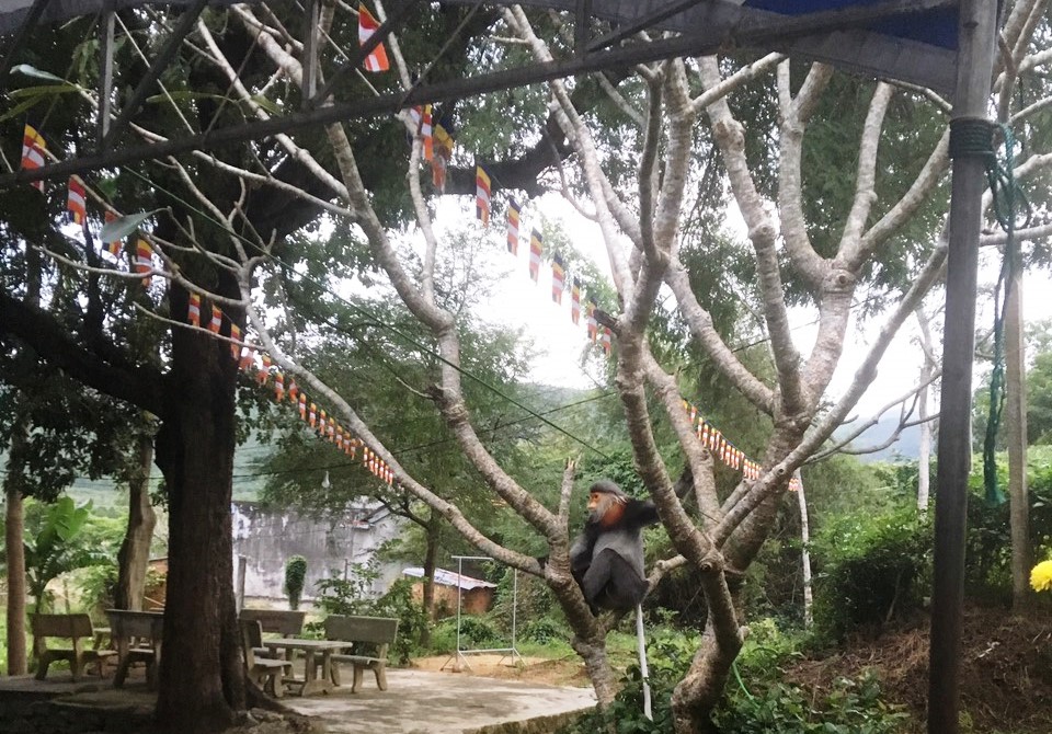 Phú Yên: 3 con Voọc chà vá quý hiếm vào chùa xin ăn - Ảnh 2.
