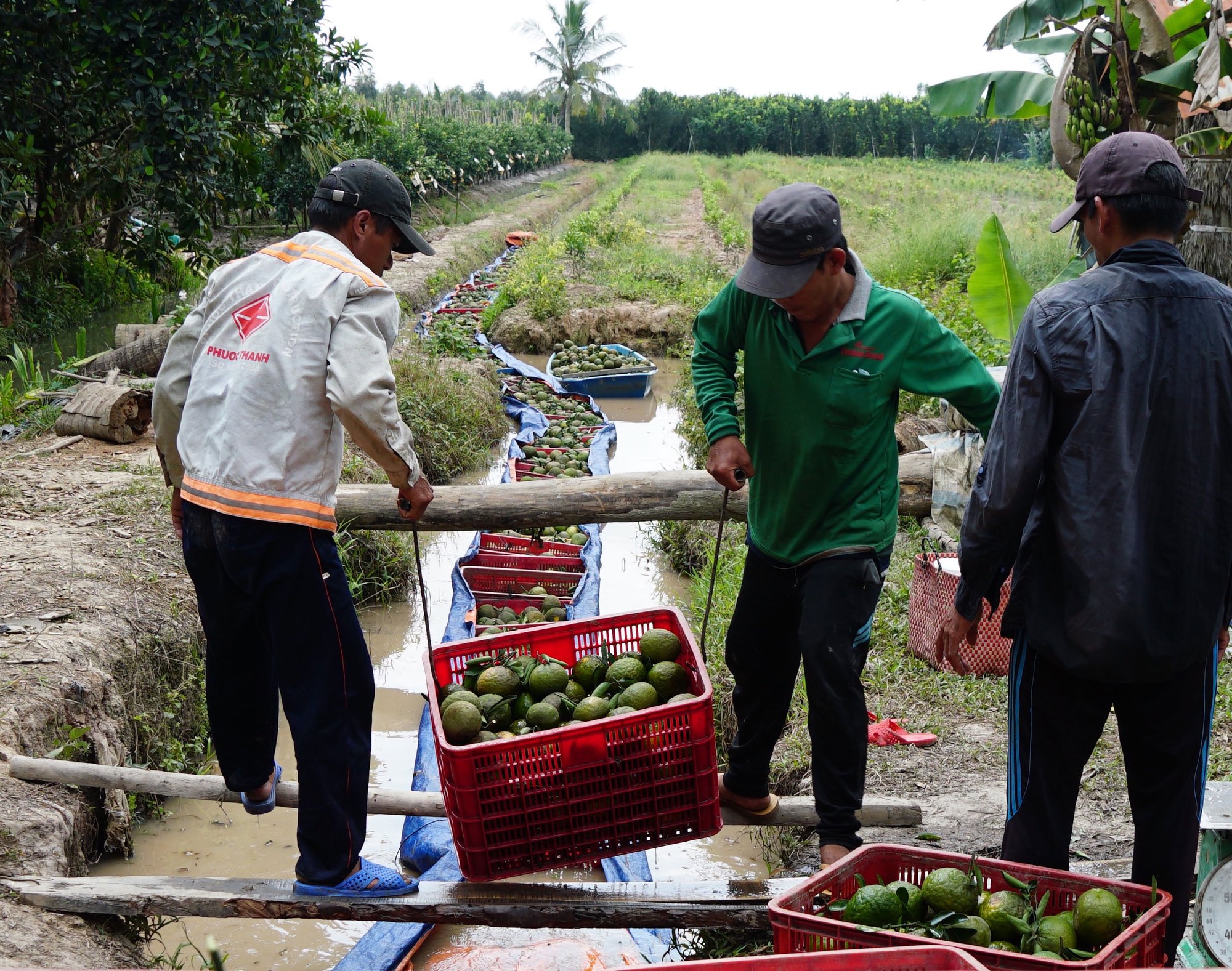 Trái cây mong manh được - mất