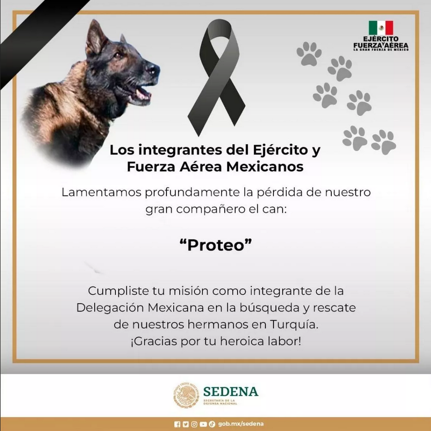Tìm được 2 người còn sống, chó cứu hộ Mexico tử nạn ở Thổ Nhĩ Kỳ