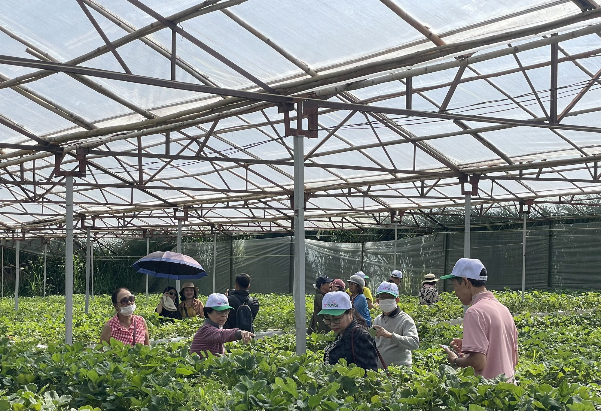 400.000đồng/kg dâu tây nhưng các vườn ở Đà Lạt vẫn nườm nượp khách - Ảnh 2.