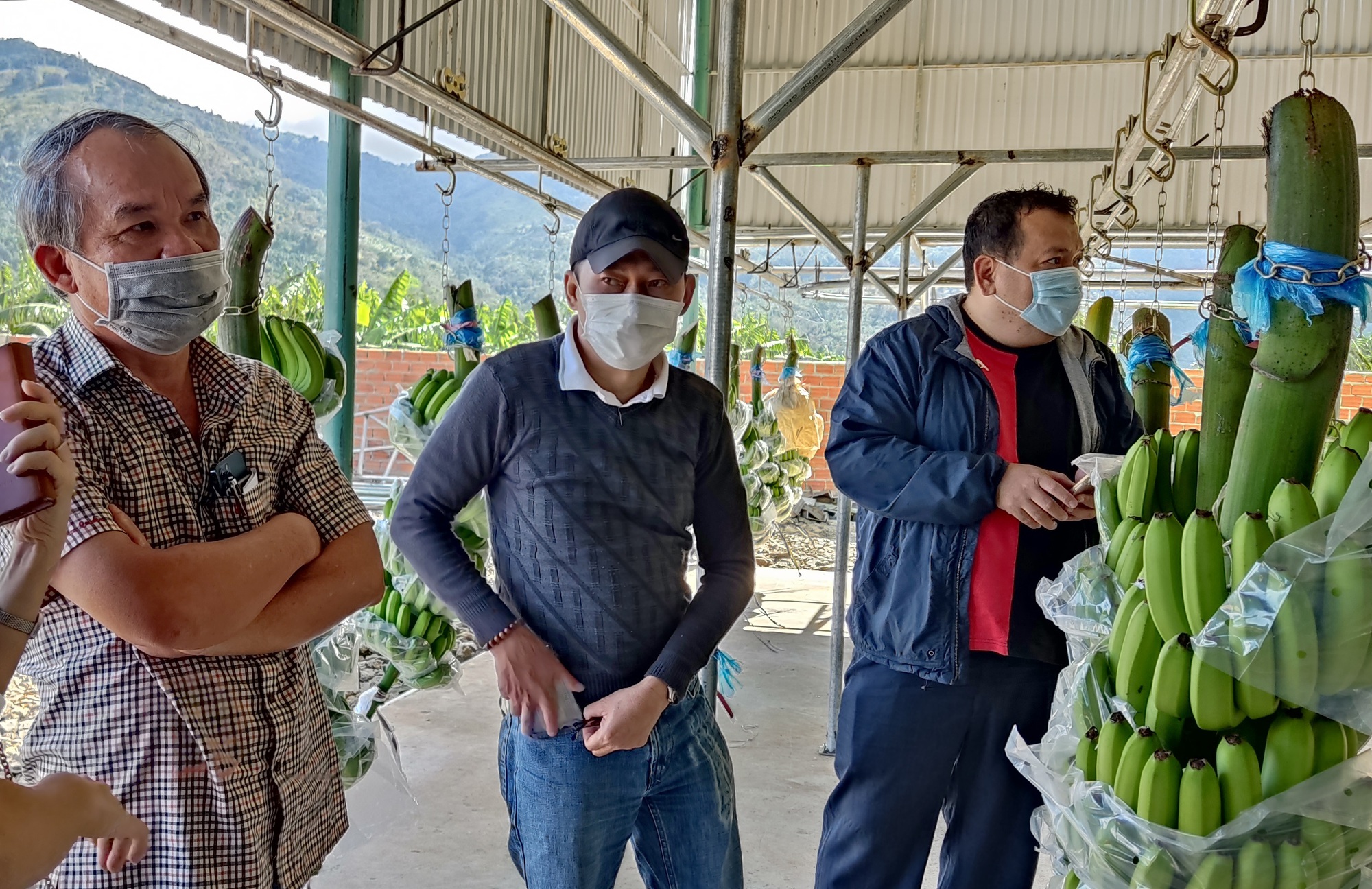 Heo rớt giá, công ty bầu Đức vẫn báo lãi gần 100 tỉ đồng nhờ chuối được mùa