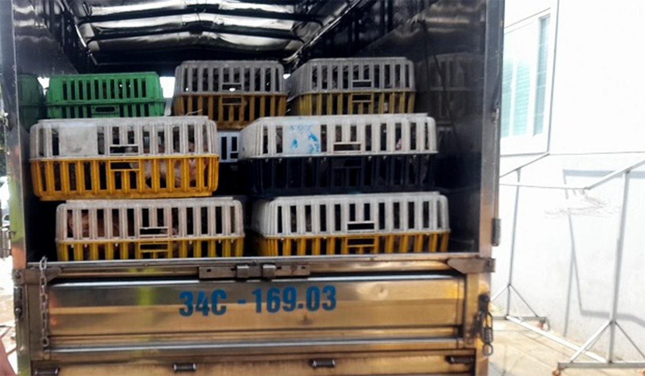 Thu mua m&egrave;o khắp miền T&acirc;y rồi b&aacute;n ra miền Bắc nấu cao - Ảnh 2.