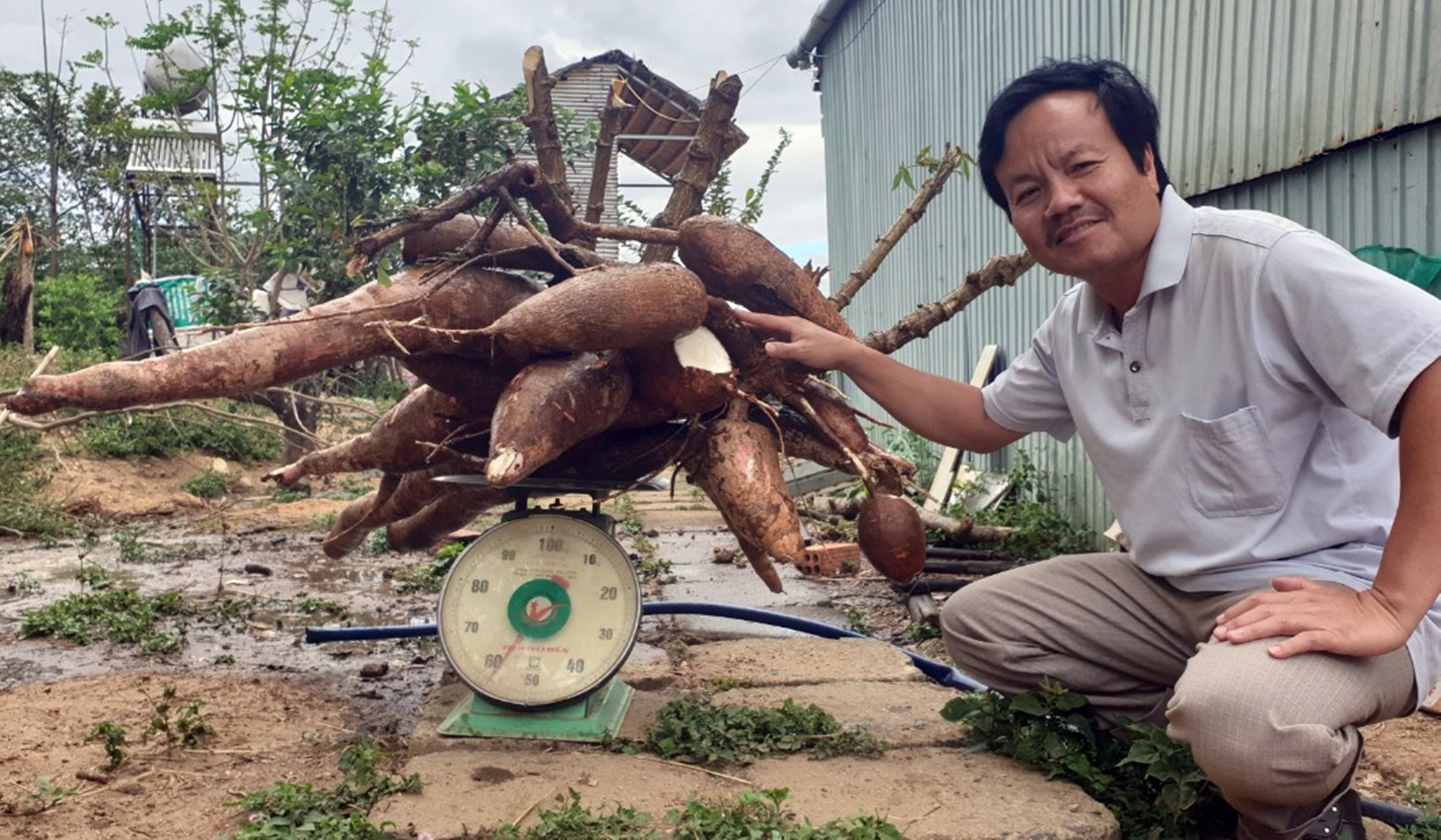 Cây mì "đột biến" cho chùm củ gần 70kg