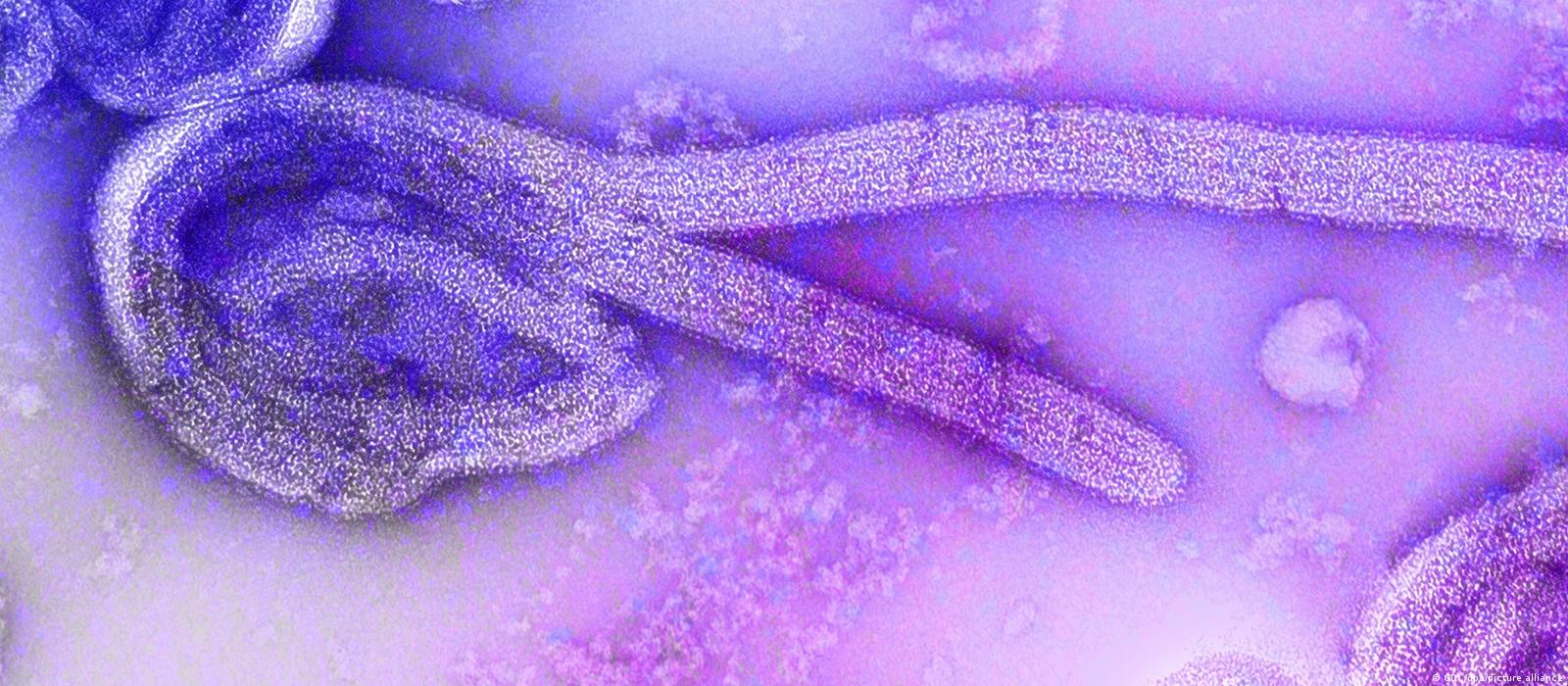 Chuy&ecirc;n gia n&oacute;i về khả năng virus Marburg l&acirc;y sang Việt Nam - Ảnh 1.