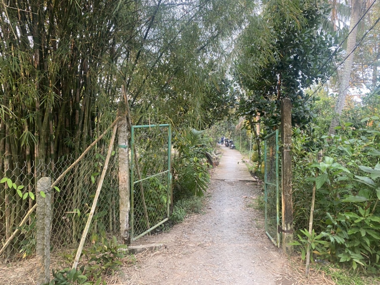 Nổ s&uacute;ng v&igrave; tranh chấp lối đi trong vườn sầu ri&ecirc;ng, 1 người chết - Ảnh 1.