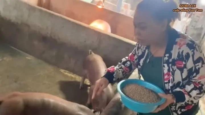 Cuộc sống b&igrave;nh dị của họa mi n&uacute;i rừng Siu Black - Ảnh 3.