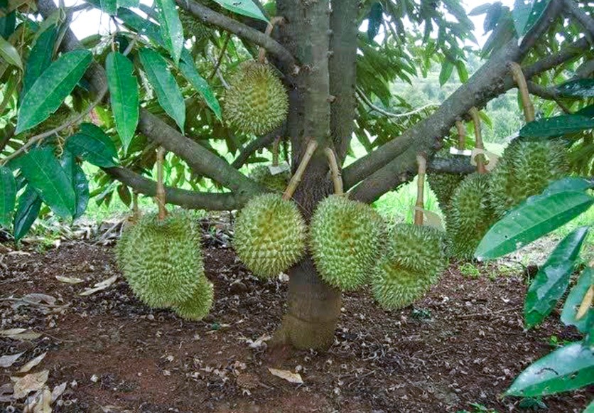 Ồ ạt trồng sầu riêng gây hậu quả khó lường