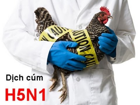 Campuchia có ca cúm A/H5N1, Viện Pasteur TP HCM ra công văn khẩn