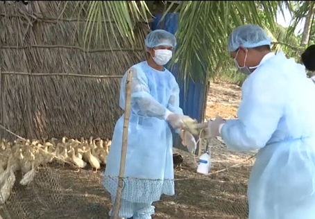 Nguy cơ xâm nhập Việt Nam, cúm gia cầm H5N1 nguy hiểm thế nào?