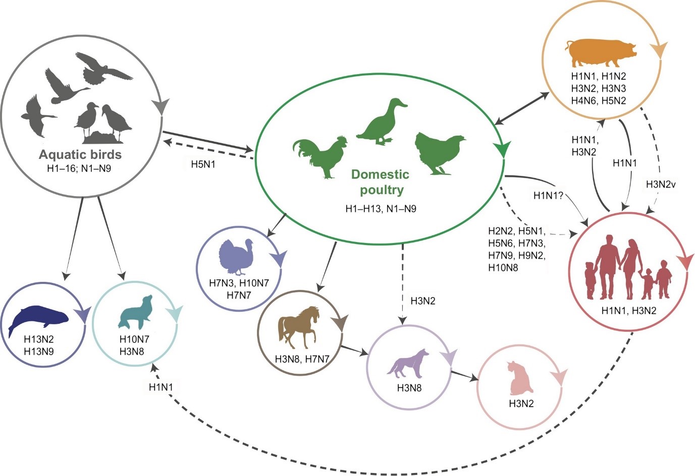 Nguy cơ x&acirc;m nhập Việt Nam, c&uacute;m gia cầm H5N1 nguy hiểm thế n&agrave;o? - Ảnh 2.